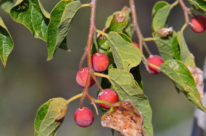 Netleaf Hackberry fruits may be orange, red or green and are eaten by birds and small mammals. Celtis reticulata Netleaf Hackberry fruits may be orange, red or green and are eaten by birds and small mammals. Celtis reticulata